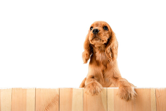 Adorable dog, purebred English cocker spaniel puppy peeking out fence and looking isolated on transparent background. Concept of animals, care, pet friend, domestic purebred dog