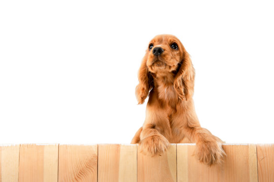 Adorable dog, purebred English cocker spaniel puppy peeking out fence and looking isolated on transparent background. Concept of animals, care, pet friend, domestic purebred dog