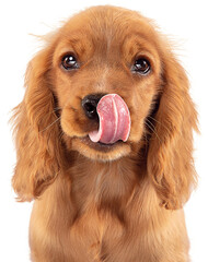 Looking so sweet. English cocker spaniel young dog, puppy posing with tongue sticking out isolated...