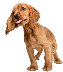 Purebred, adorable dog, English cocker spaniel standing with tongue sticking out, playing isolated...