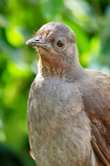 the lyre bird male has an ornate tail, with special curved feathers that, in display, assume the shape of a lyre.