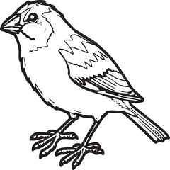Sparrow coloring pages. Sparrow bird outline vector for coloring book