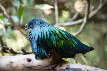 The nicobar pigeon general coloration is dark green iridescent, with a short white tail. Display plumage of the neck is green with coppery and greenish-blue overtones.