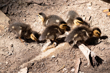 the pacific black duck chick have a tan head and brown body