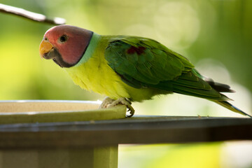 The plum-headed parakeet is a mainly green parrot. The male has a red head which shades to purple-blue on the back of the crown, nape and cheeks,