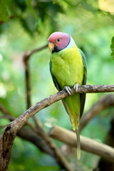 The plum-headed parakeet is a mainly green parrot. The male has a red head