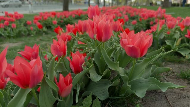 Tulip flowers blooming in the garden. Tulips in the city, spring flowers. City alley of blooming tulips. Park of bright beautiful flowers. World Tulip Day. Flowers in the wild. Flora
