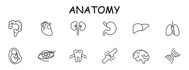 Organs set icon. Intestinal tract, stomach, liver, brain, lungs, embryo, DNA, tooth, eye, heart, eyelids, eyelashes. mesh, . Self care concept. Vector line icon.