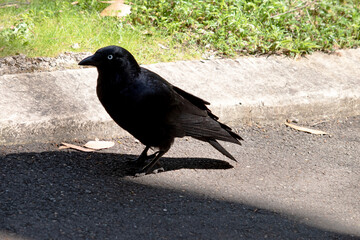 The Australian raven is an all black-bird with a black beak, mouth and tongue and sturdy black or grey-black legs and feet.