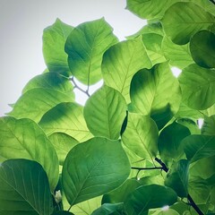 Closeup shot of a bunch of green leaves in a forest