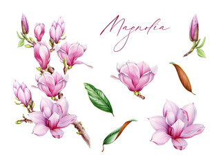 Magnolia branch, flowers leaves watercolor illustration set. Hand painted vintage style spring tender blossoms. Magnolia spring season branch element collection. Isolated on white background - obrazy, fototapety, plakaty