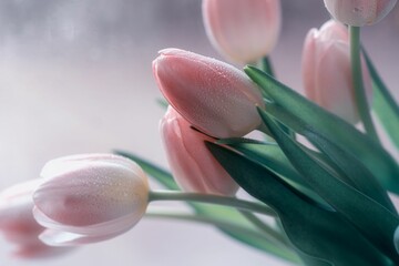 Closeup shot of blooming light pink tulips in a vase