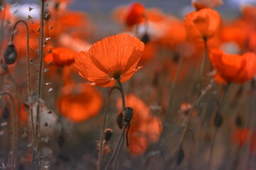 Closeup shot of blooming red poppies on a floral field