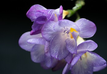 Closeup shot of blooming bright purple iris flowers