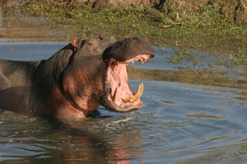 Closeup of a hippo (Hippopotamus amphibius) in a pond in Sabi Sands, South Africa with an open mouth