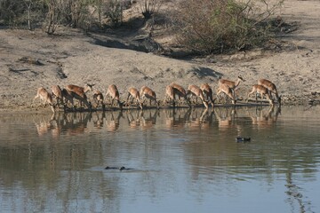 Impala herd (Aepyceros melampus) drinkink water on the bank of a watering hole in Sabi Sands