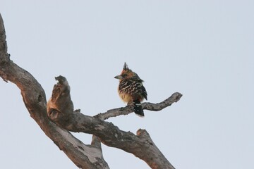 Closeup of a crested barbet (Trachyphonus vaillantii) on a branch with the sky above it