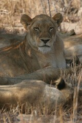 Vertical closeup of Ulusaba lionesses in the Sabi Sands, South Africa