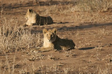 Beautiful shot of lion cubs on dry grassy field in Sabi Sands Reserve South Africa Ulusaba