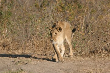 Beautiful shot of lion on dry grassy field in Sabi Sands Reserve South Africa Ulusaba