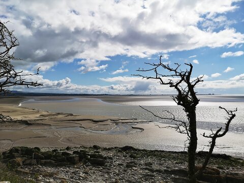 Trees near Lancashire river estuary with blue cloudy sky in background, Silverdale
