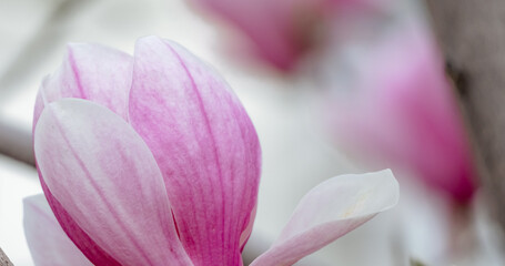 Obraz na płótnie Canvas Magnolia Sulanjana flowers with petals in the spring season. beautiful pink magnolia flowers in spring, selective focusing.