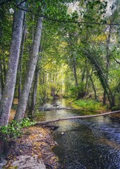 Fototapeta premium Vertical shot of shallow river flowing through green and yellow trees in the forest