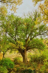 Fototapeta premium Vertical shot of green tree surrounded by yellow trees in autumn forest