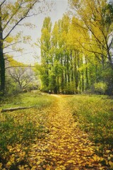 Vertical shot of a path with yellow fallen leaves in lush autumn forest
