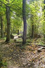 Obraz premium Vertical shot of a pathway of a green forest in sunlight