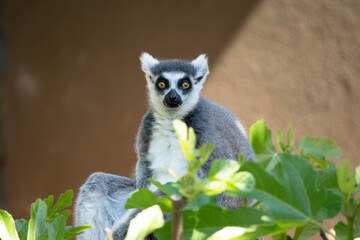 The Ring-tailed lemur backs is grey with grey limbs and dark grey heads and necks. They have white bellies. Their faces are white with dark triangular eye patches and a black nose.