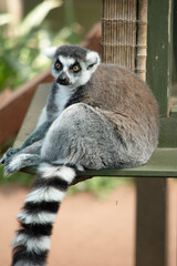 The Ring-tailed lemur backs is grey with grey limbs and dark grey heads and necks. They have white bellies. Their faces are white with dark triangular eye patches and a black nose.
