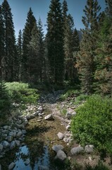 Vertical shot of a river surrounded by trees on a sunny day
