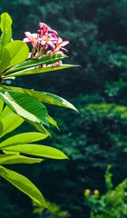 Close-up of wild pink plumeria (Plumeria rubra) flowers
