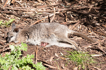 this is a side view of a tammar wallaby with a very young joey in her pouch