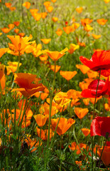 Escolzia orange flower in the garden