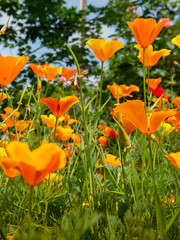 Escolzia orange flower in the garden