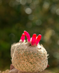 Epithelantha micromeris cactus in flower
- 781214460