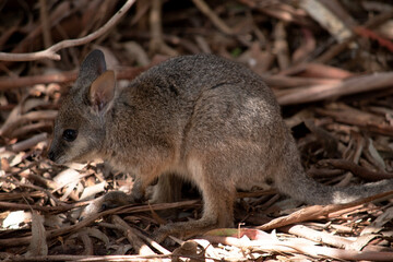 Naklejka na ściany i meble the tammar wallaby has dark greyish upperparts with a paler underside and rufous-coloured sides and limbs.