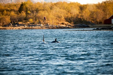 Two Orca dorsal fins raising out of the water by a coast