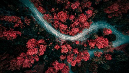Aerial shot of a river flowing through red trees in autumn.