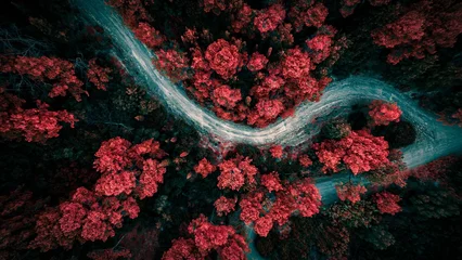 Fotobehang Aerial shot of a river flowing through red trees in autumn. © Wirestock