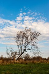 Obraz premium Vertical shot of a bare tree in the fall