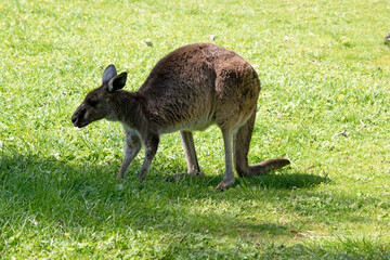 Naklejka na ściany i meble this is a side view of a western grey kangaroo