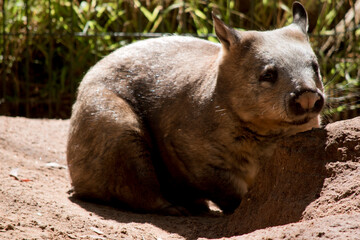 the hairy nosed wombat is looking for food