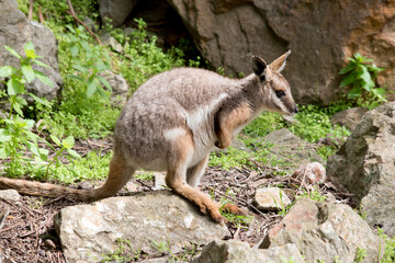 the yellow footed rock wallaby has a grey body with a white chest tan legs and a long tan and black tail