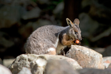 the yellow footed rock wallaby is eating an orange