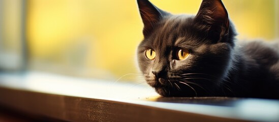 Black cat gazes out from window ledge - Powered by Adobe