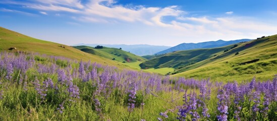 Purple flowers in mountain field