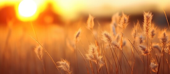 Tall grass field with setting sun - Powered by Adobe